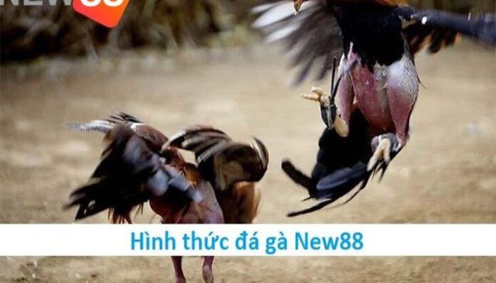 đá gà new88