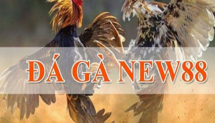 đá gà new88